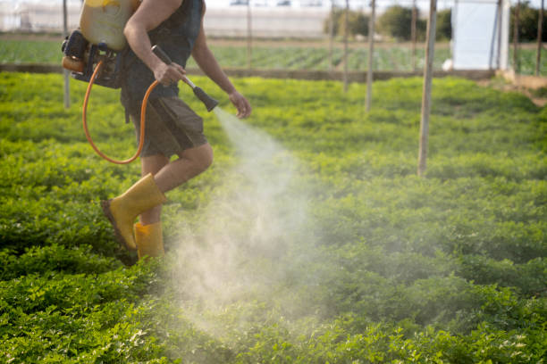 Best Pest Inspection Near Me  in Saucier, MS
