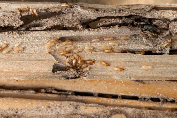 Best Spider Control Near Me  in Saucier, MS