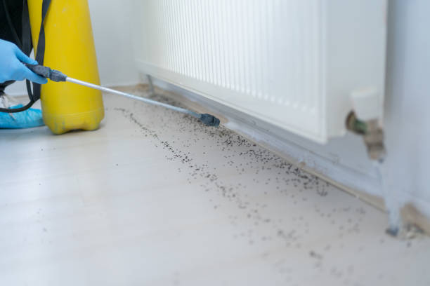 Best Local Pest Control Services  in Saucier, MS
